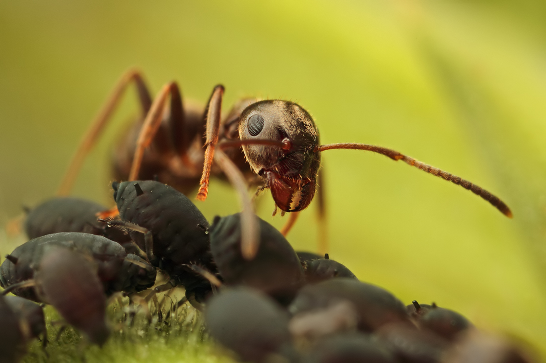 Black Ant with Aphids 2